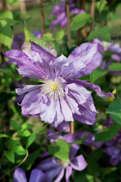 Clematis Hybride 'Proteus', Waldrebe, rosa-lila, 60–100 cm