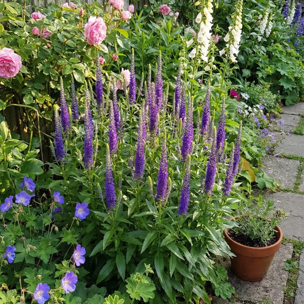 Üppig bepflanztes Gartenbeet mit violettem Ehrenpreis, rosa Rosen, blauem Storchschnabel und weißem Fingerhut neben einem Steinweg.