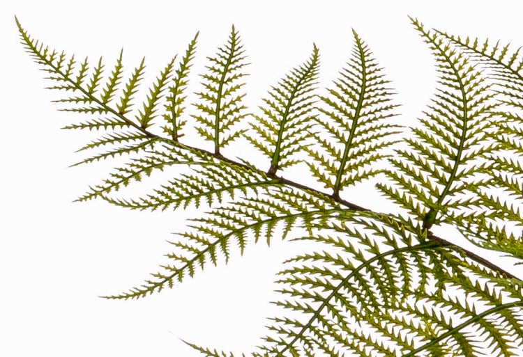 Detailliertes grünes Farnblatt mit fein gefiederten Blättchen.