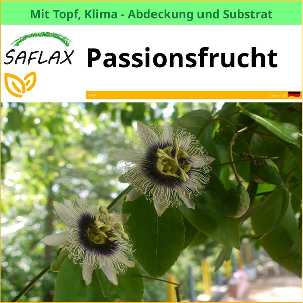 Saflax Passionsfrucht mit Topf, Klimaabdeckung und Substrat