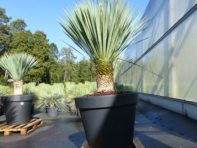 Yucca rostrata mit schuppigem Stamm und langen, spitzen Blättern in einem großen schwarzen Kunststofftopf im Außenbereich.