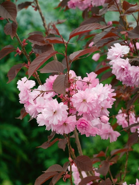 Prunus serrulata 'Royal Burgundy', Zierkirsche, dunkelrosa, 40–60 cm