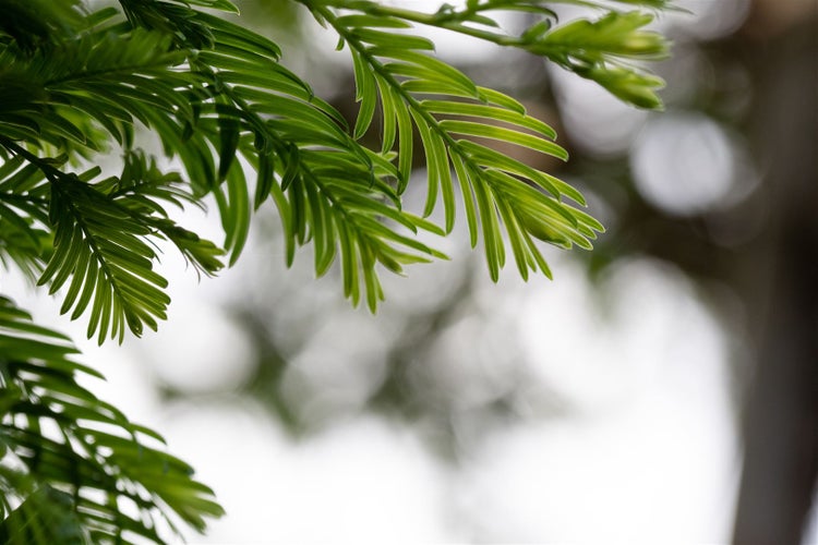 Metasequoia glyptostroboides 'Hamlet's Broom', 40–50 cm, Zwergmammutbaum