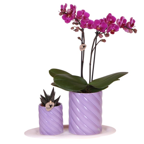 Kolibri Orchids Geschenkset Optimismus Klein Lila Grüne Pflanze mit orangefarbener Phalaenopsis Orchidee in Candy Zierpflanzentöpfen auf weißem organischen Tablett