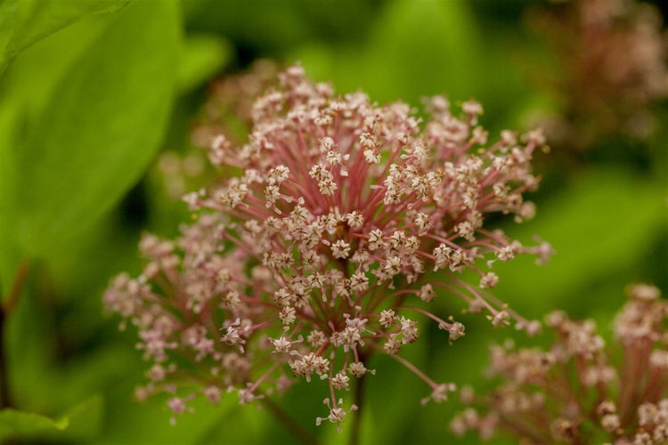 Ceanothus pallidus 'Marie Simon', Säckelblume, rosa, 40–60 cm