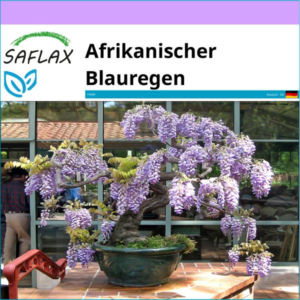 SAFLAX  - Afrikanischer Blauregen - Bolusanthus speciosus - 15 Samen