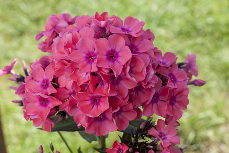 Phlox paniculata 'Pink Flame', Flammenblume, rosa, ca. 11x11 cm Topf