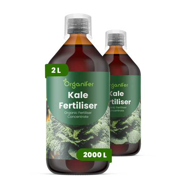Frisch geerntete Knoblauchknollen mit getrockneten Stielen auf grünem Gras, Organifer Logo.
