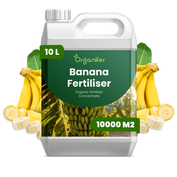 Organifer Bananendünger biologisches Flüssigdünger-Konzentrat 10 Liter für eine Fläche von circa 10000 Quadratmetern.