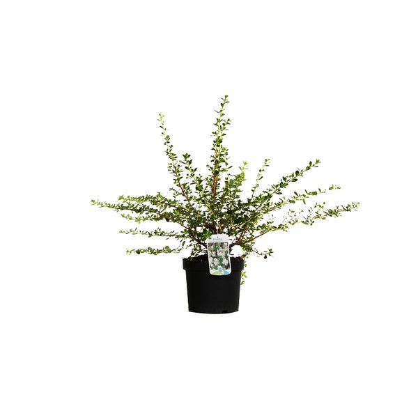 Immergrüner Zwergstrauch in einem Topf