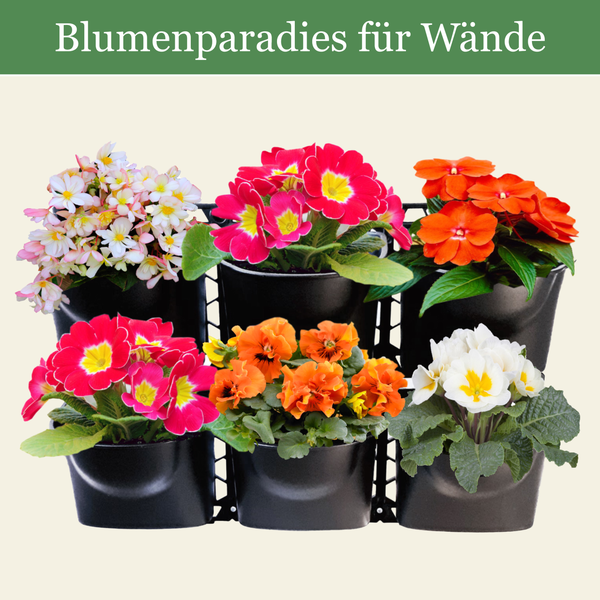 Vertikaler Garten für die Wand mit sechs schwarzen Kunststofftöpfen, bepflanzt mit bunten Blumen wie Primeln und Stiefmütterchen.