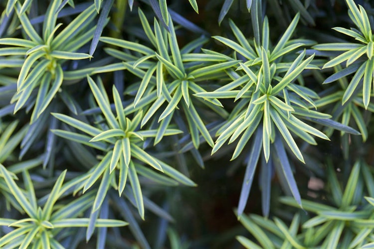 Taxus baccata 'Fastigiata Aureomarginata', Gelbbunter Eibenbaum, 30–40 cm