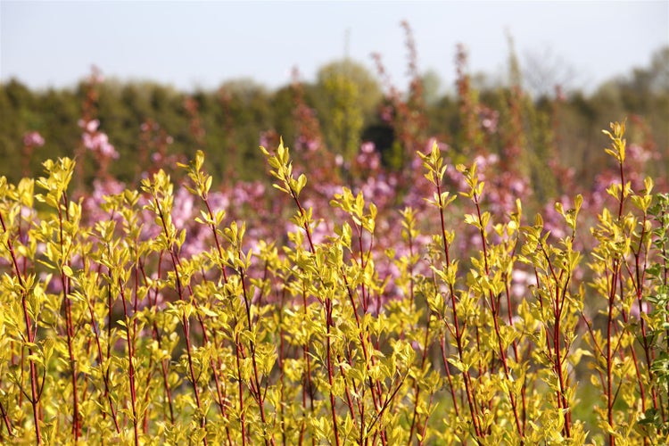 Cornus alba 'Sibirica', Hartriegel, leuchtend rot, 60–100 cm