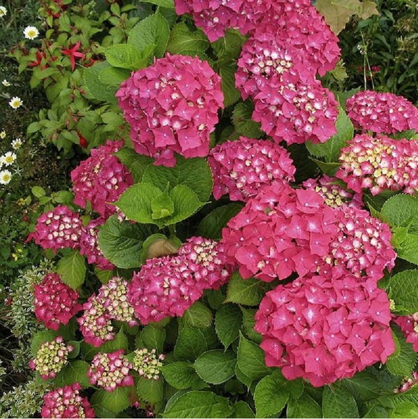 Nahaufnahme einer rosa Hortensienblüte
