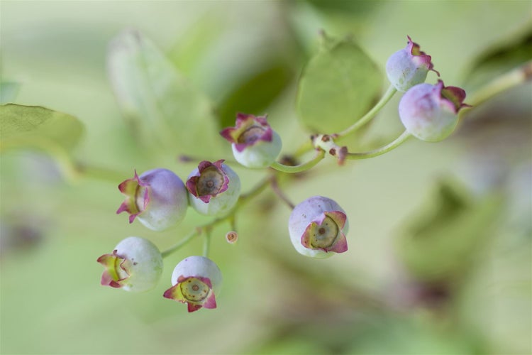 Unreife Heidelbeeren an einem Strauchzweig in Nahaufnahme.