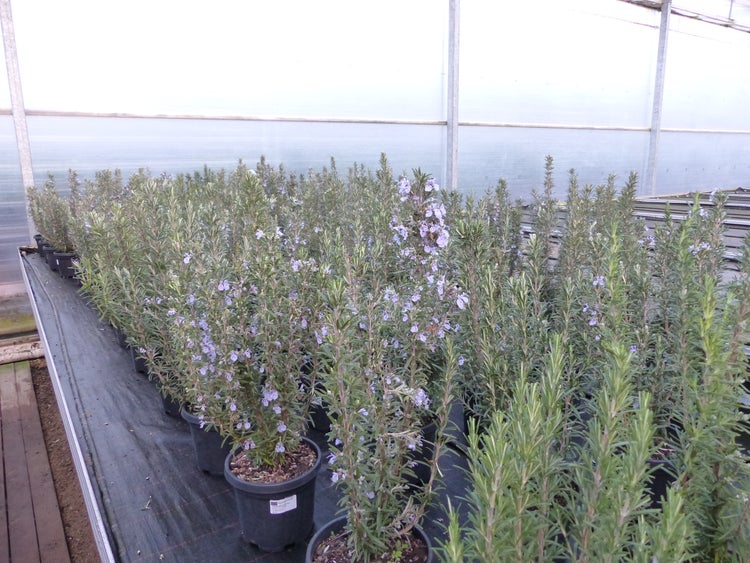 3 Stück echter Rosmarin Officinalis 50-60 cm Höhe, XL Busch Ø 20-30 cm, stehend, winterhart Kräuter