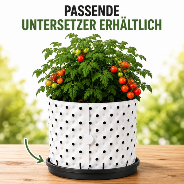 Tomatenpflanze im weißen Noppen-Pflanztopf mit passendem schwarzen Untersetzer.
