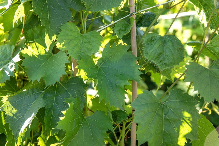 Vitis vinifera 'Regent', Weinrebe, 80–100 cm