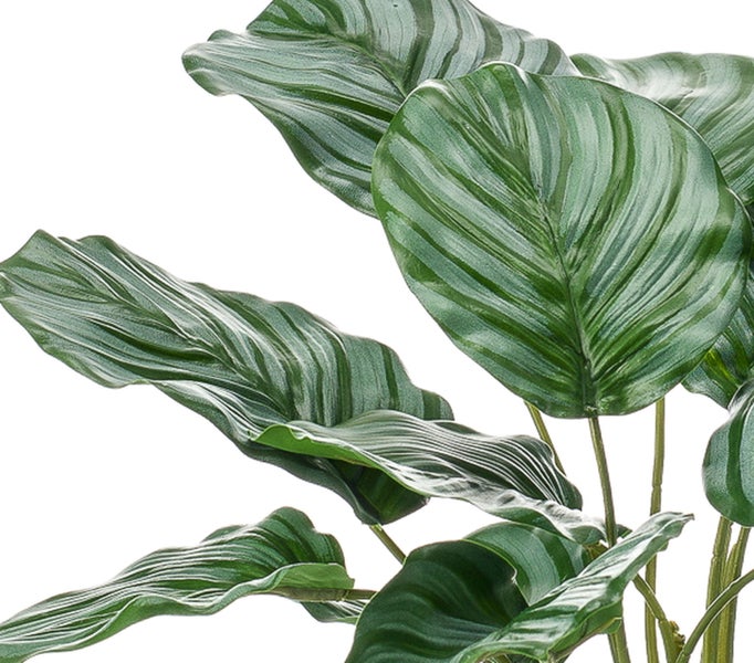 Künstliche Calathea Pflanze mit großen, grün gestreiften Blättern.