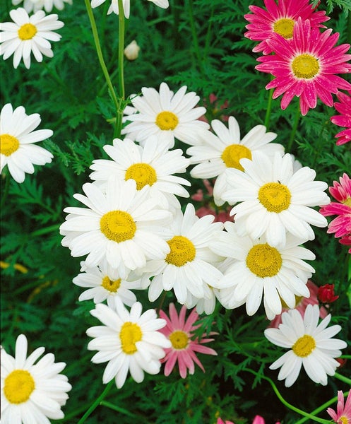 Leucanthemum vulgare, Margerite, weiß, ca. 9x9 cm Topf