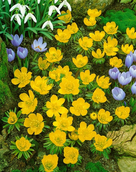 Eranthis cilicica, Winterling, gelb, ca. 9x9 cm Topf