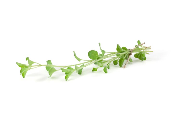 Origanum vulgare ssp. hirtum, Griechischer Oregano, ca. 9x9 cm Topf