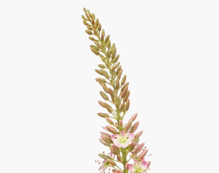 Blütenstand einer Steppenkerze mit zahlreichen Knospen und einzelnen rosa-weißen Blüten.