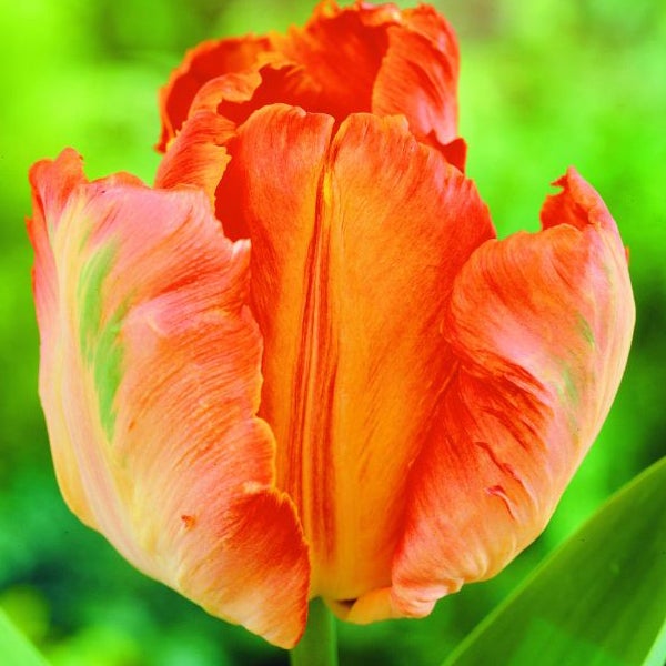 Nahaufnahme einer orangefarbenen Papageien-Tulpe