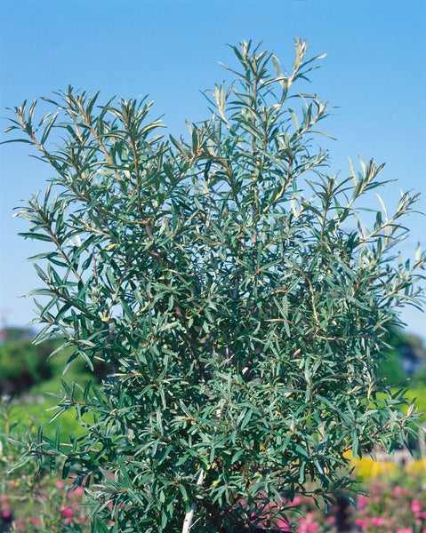 Sanddornstrauch im Außenbereich.