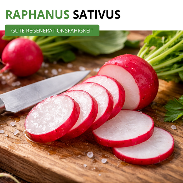 In Scheiben geschnittene Radieschen Raphanus sativus mit guter Regenerationsfähigkeit auf einem Holzbrett.