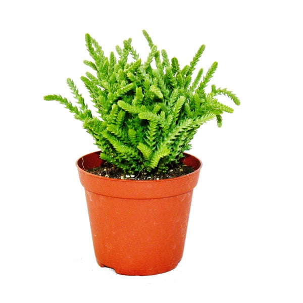 Sukkulente - Crassula lycopodioides - Mäuseschwanz - im 8,5cm Topf