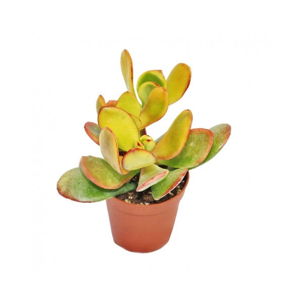 Zimmerpflanze Crassula ovata Sunset Sukkulente mit gelb-grünen Blättern in einem braunen Kulturtopf.
