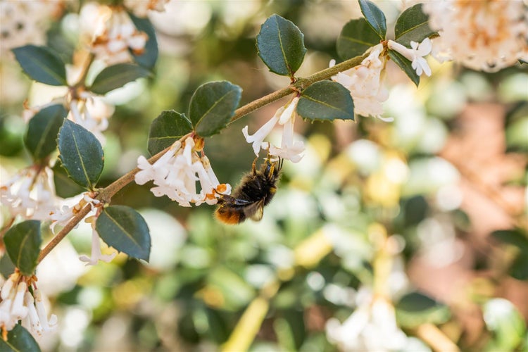 Osmanthus burkwoodii, Duftblüte, immergrün, 40–60 cm