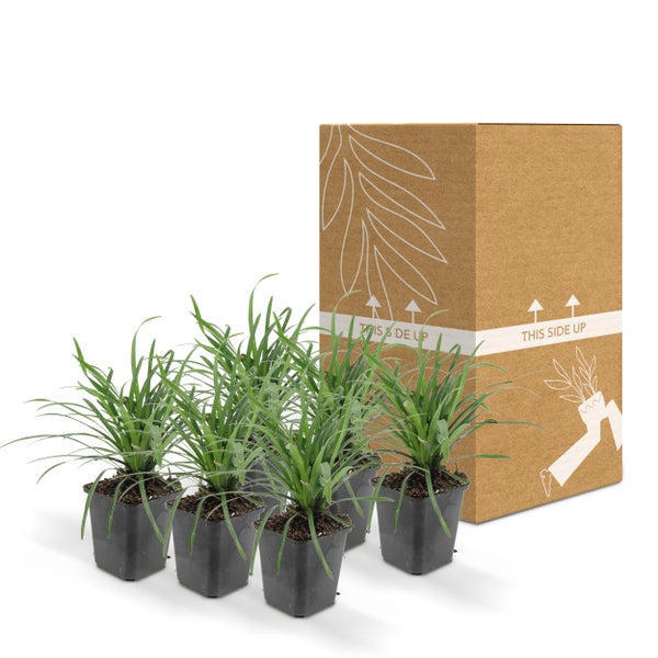 Bodendecker - Lilientraube - Liriope muscari 'Big Blue' - 9cm Topf - Set mit 6 Pflanzen