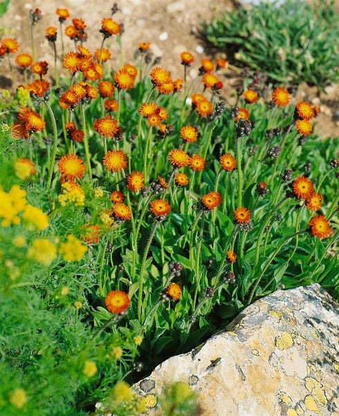 Hieracium aurantiacum, Orangerotes Habichtskraut, ca. 9x9 cm Topf