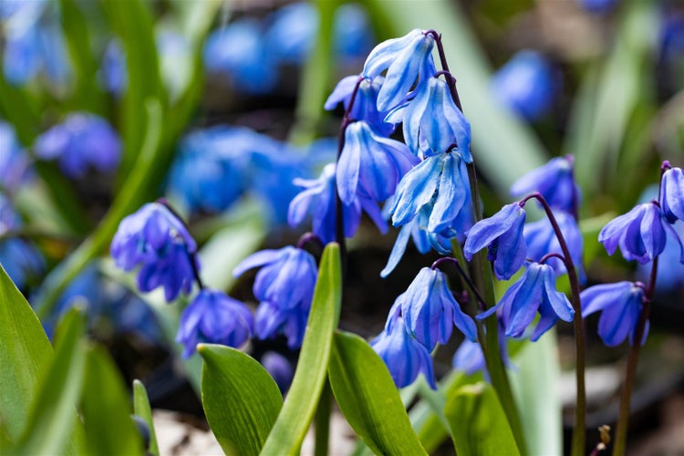 Scilla siberica 'Spring Beauty', Blaustern, leuchtend blau, ca. 9x9 cm Topf