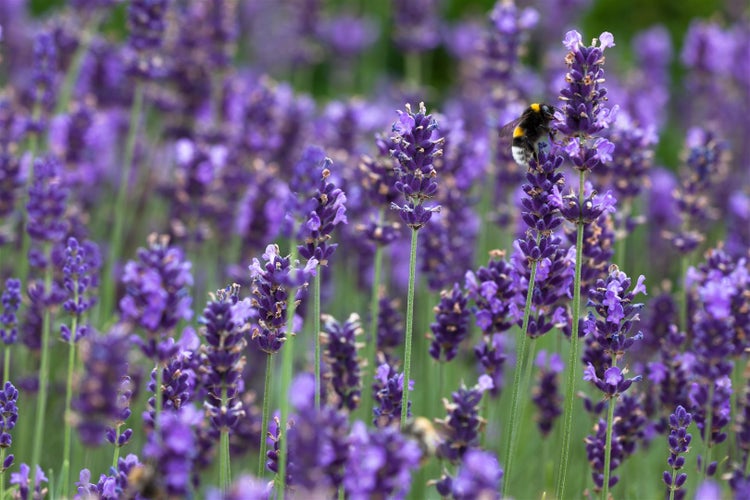 Lavandula angustifolia 'Hidcote Blue', Lavendel, blau, ca. 9x9 cm Topf