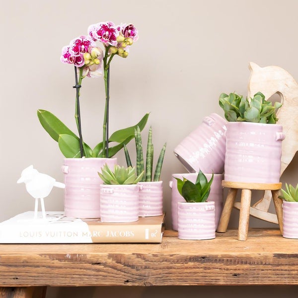 Kolibri Orchids Rosa lila Phalaenopsis Orchidee El Salvador Topfgröße 9cm blühende Zimmerpflanze frisch vom Züchter