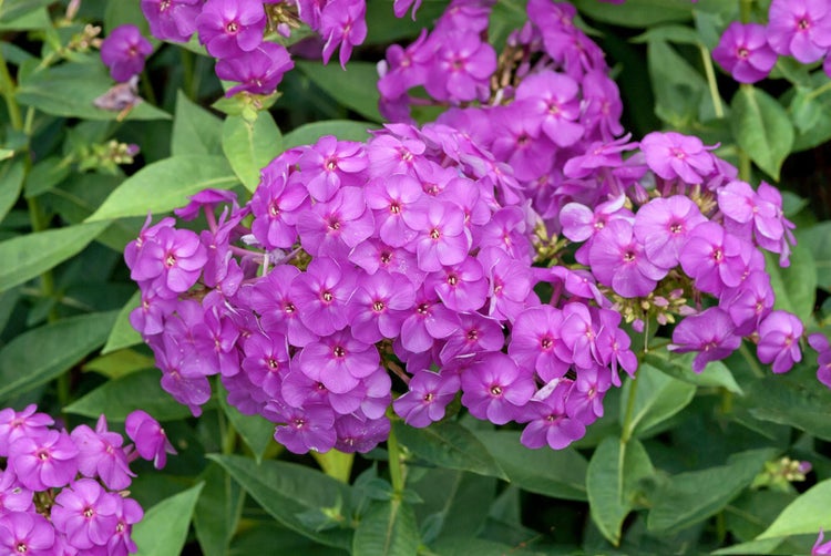 Nahaufnahme von Phlox-Blüten