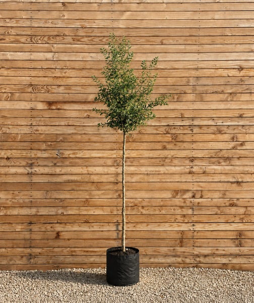 Ein hochstämmiger Ilex Crenata in einem Pflanzkübel vor einer hölzernen Wand.