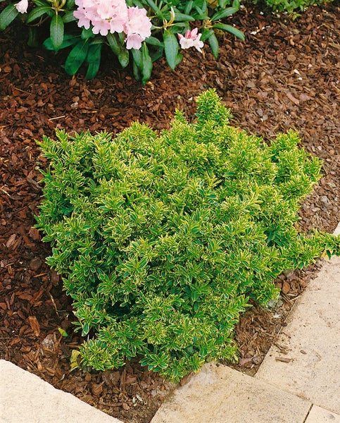 Euonymus japonicus 'Microphyl.Aureovar.', gelbgrün, ca. 9x9 cm Topf