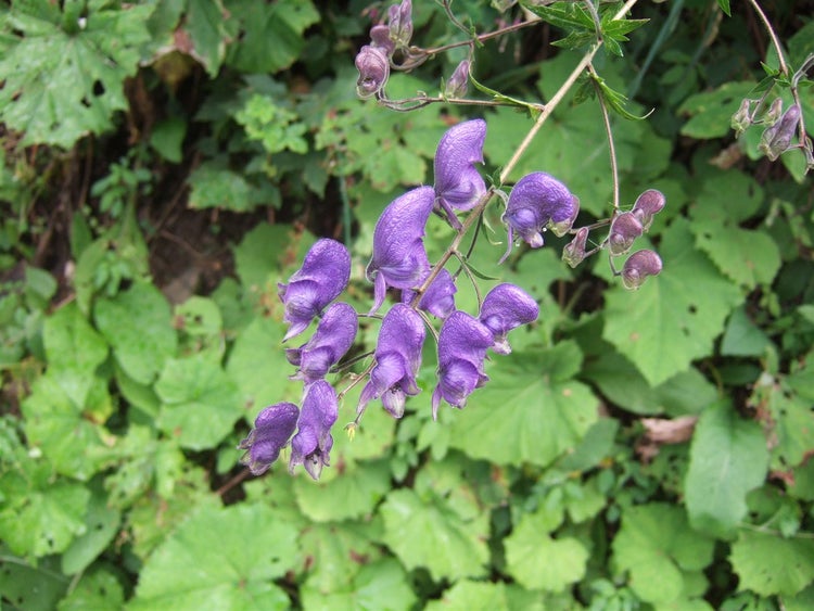 Aconitum napellus, Eisenhut, tiefblau, ca. 11x11 cm Topf