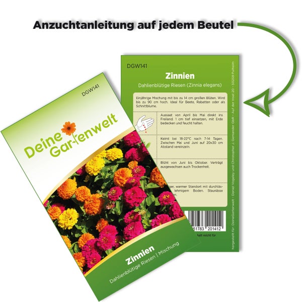 Zinnien-Saatgut Dahlienblütige Riesen Mischung von Deine Gartenwelt Logo mit Anzuchtanleitung auf der Beutelrückseite.