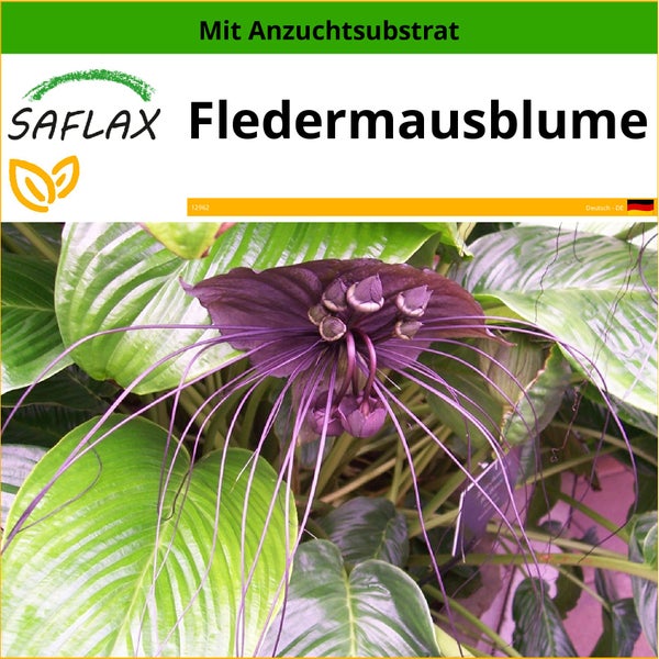 SAFLAX  - Fledermausblume - Tacca chantrieri - 10 Samen - Mit keimfreiem Anzuchtsubstrat