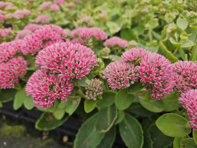 Fette Henne - Sedum telephium 'Herbstfreude' - pflegeleichte Staude - 9cm Topf - Set mit 40 Pflanzen