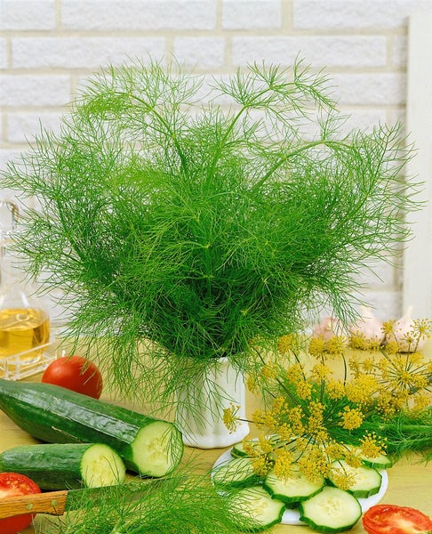 Gelbblättriger Hartriegel im Gartenbeet