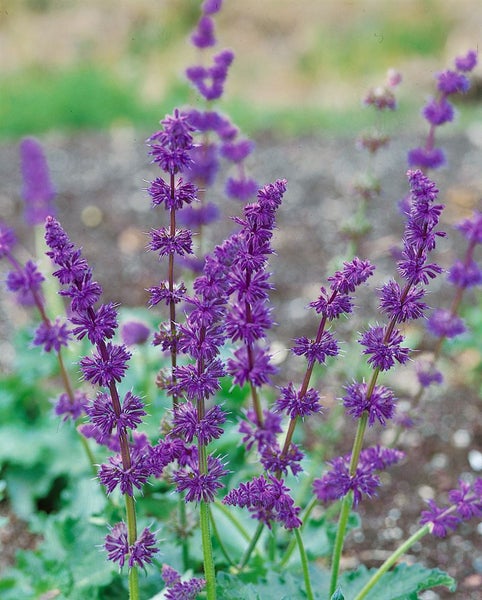 Salvia verticillata 'Alba', weißblühend, ca. 9x9 cm Topf