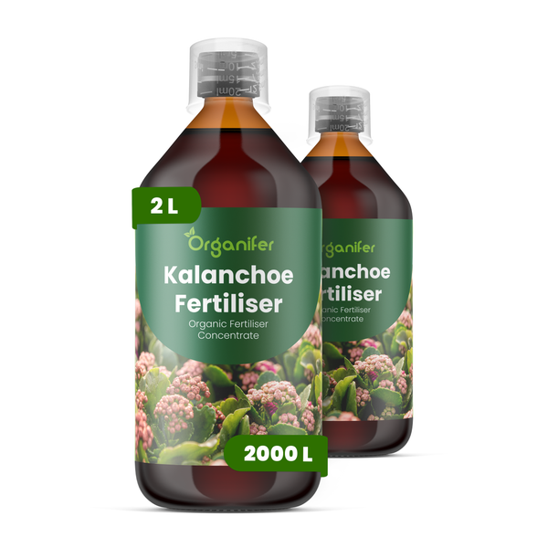 Kalanchoe mit orangefarbenen Blütenknospen und einer offenen Blüte, Organifer Logo.