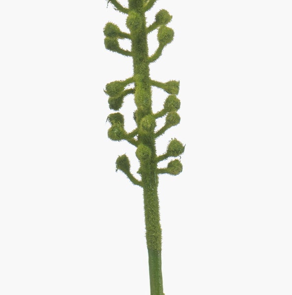 Künstliche Begonie mit gemusterten runden Blättern.