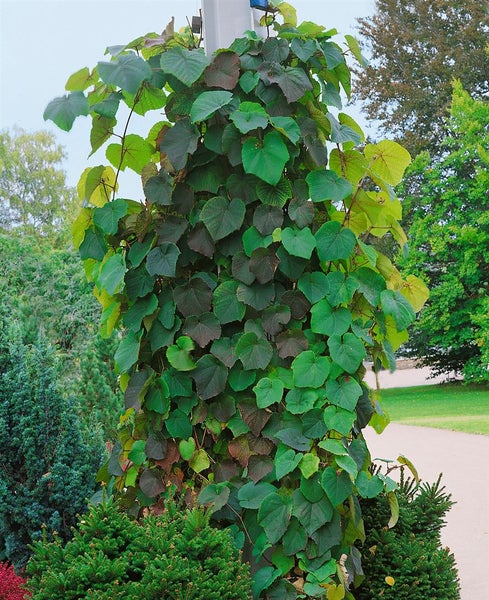 Aristolochia macrophylla, Pfeifenwinde, großblättrig, 100–150 cm